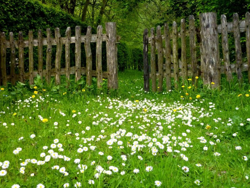 Phong cảnh bãi cỏ phủ đầy hoa dại 17