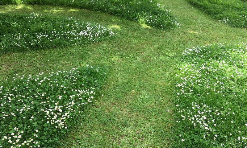 Phong cảnh bãi cỏ phủ đầy hoa dại 25