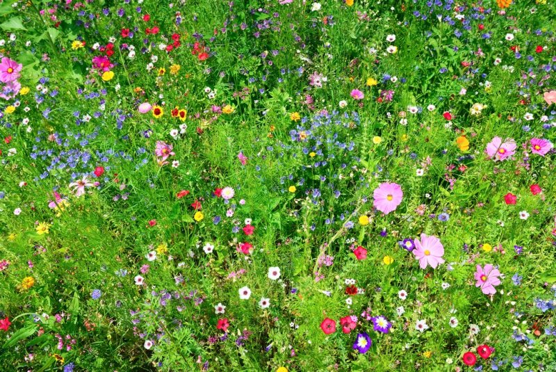 Phong cảnh bãi cỏ phủ đầy hoa dại 39