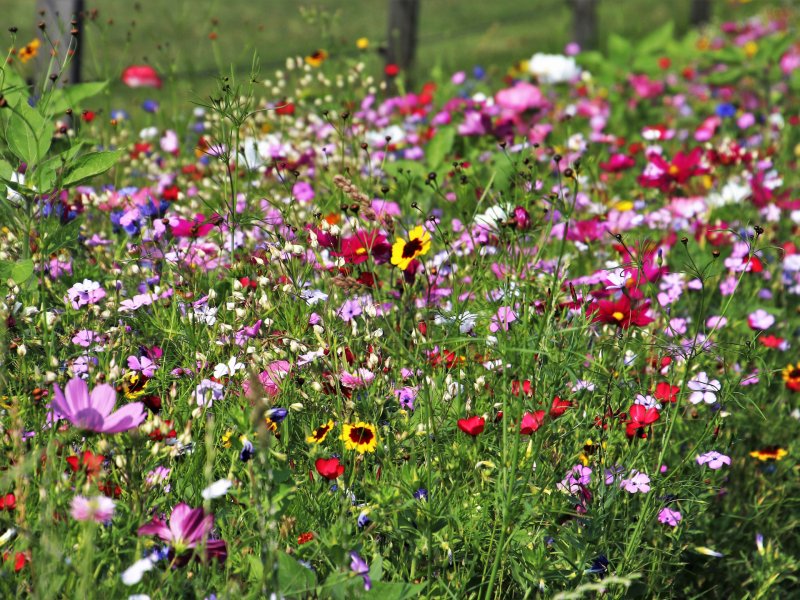 Phong cảnh bãi cỏ phủ đầy hoa dại 40