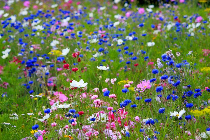 Phong cảnh bãi cỏ phủ đầy hoa dại 41