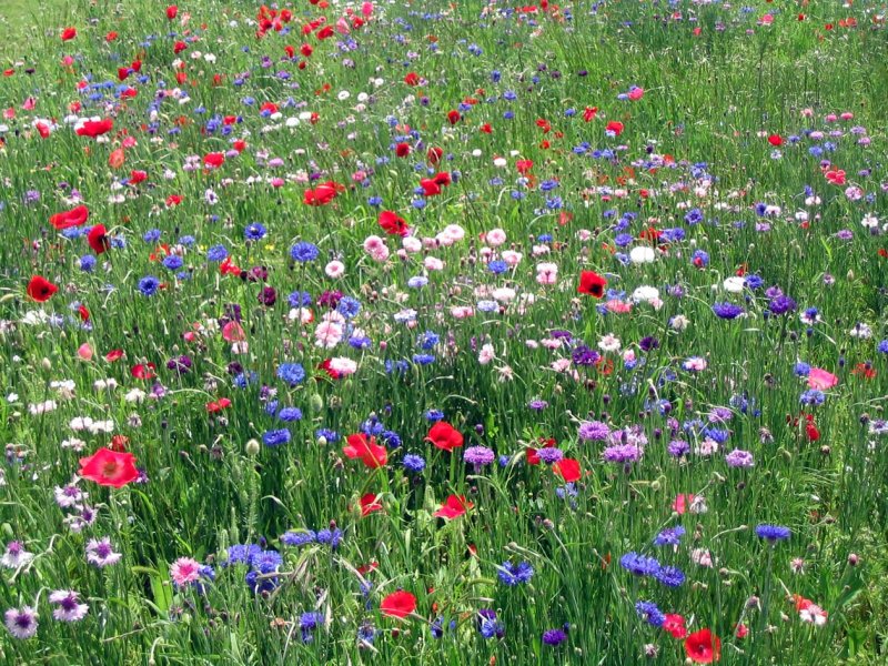 Phong cảnh bãi cỏ phủ đầy hoa dại 43