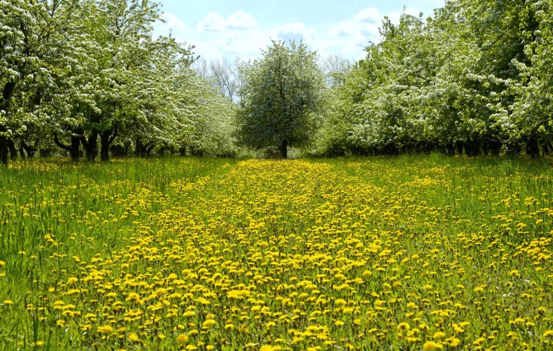 Những cánh đồng hoa mùa xuân 20