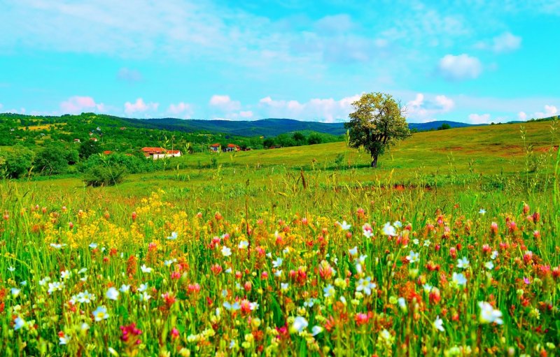 Những cánh đồng hoa mùa xuân 44