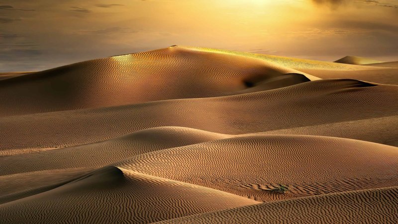 Phong cảnh đồi cát vàng 39