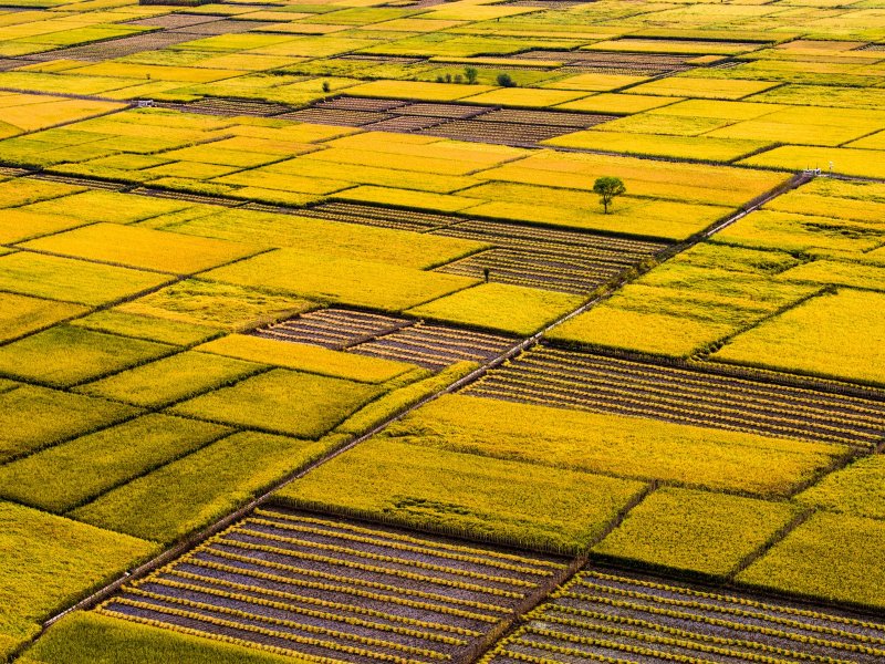 Phong cảnh cánh đồng lúa chín vàng 27