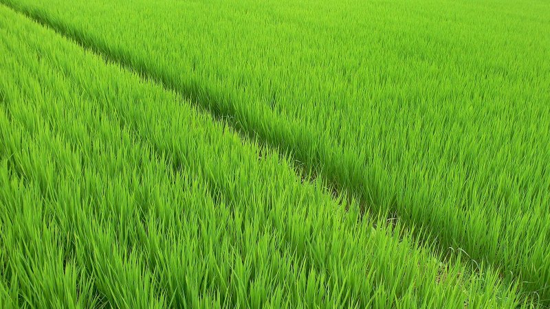 Phong cảnh ruộng lúa xanh mướt 5