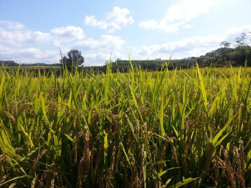 Phong cảnh ruộng lúa xanh mướt 25