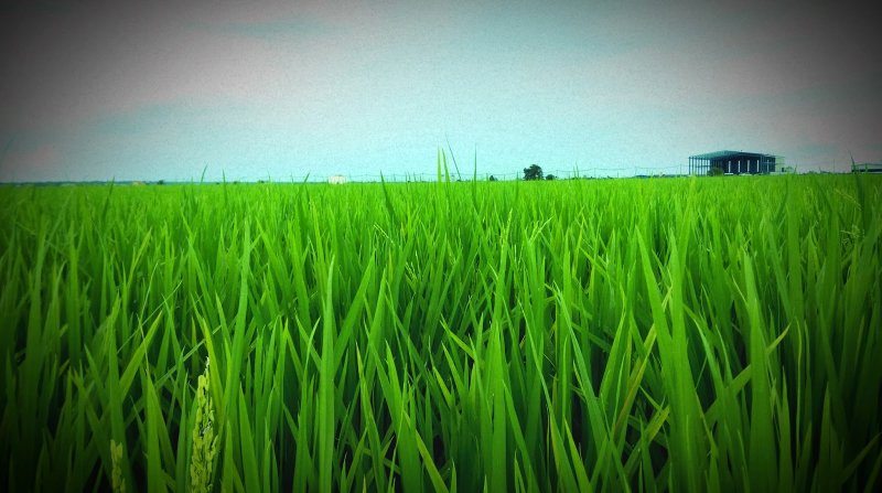 Phong cảnh ruộng lúa xanh mướt 36