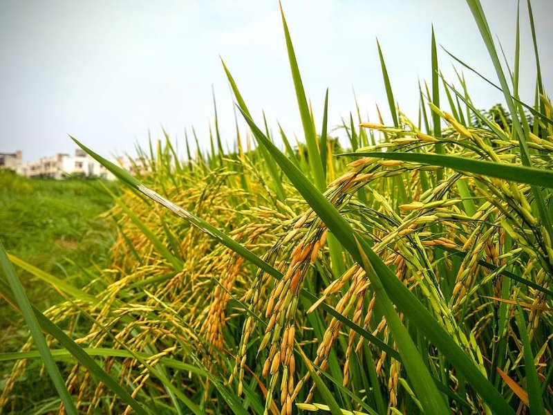 Phong cảnh ruộng lúa xanh mướt 39