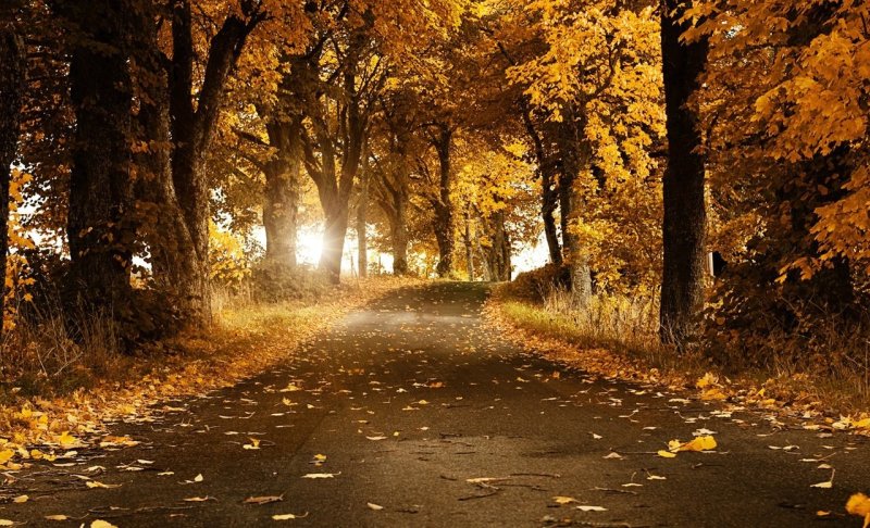 Phong cảnh đường hẻm nhỏ phủ đầy lá vàng thu 17