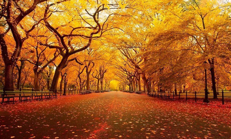 Phong cảnh đường hẻm nhỏ phủ đầy lá vàng thu 29