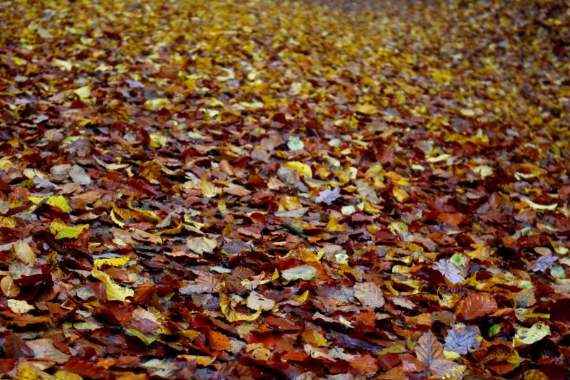 Phong cảnh đường hẻm nhỏ phủ đầy lá vàng thu 45