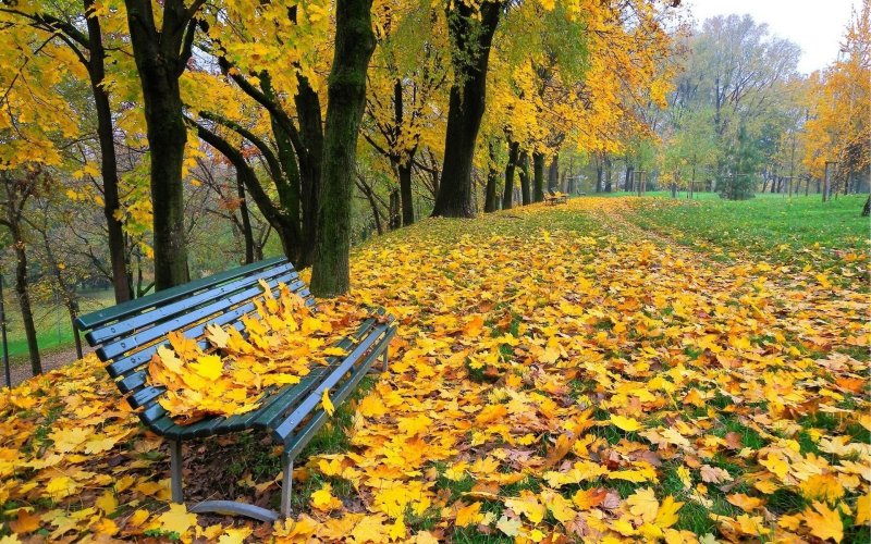 Phong cảnh đường hẻm nhỏ phủ đầy lá vàng thu 40
