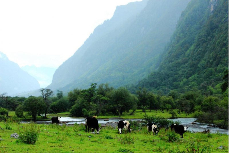 Phong cảnh làng quê 1