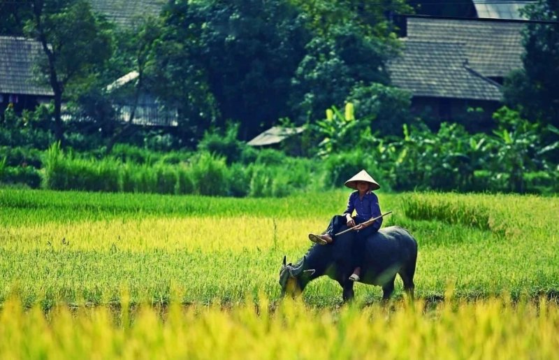 Phong cảnh làng quê 4