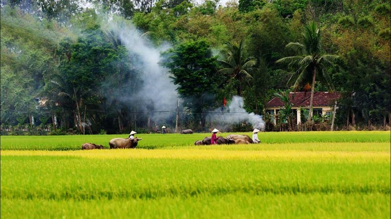 Phong cảnh làng quê 12