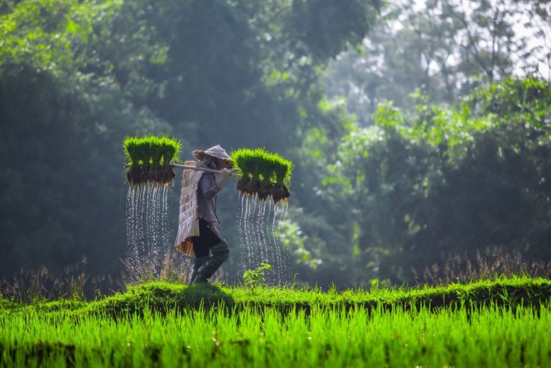 Phong cảnh làng quê 14