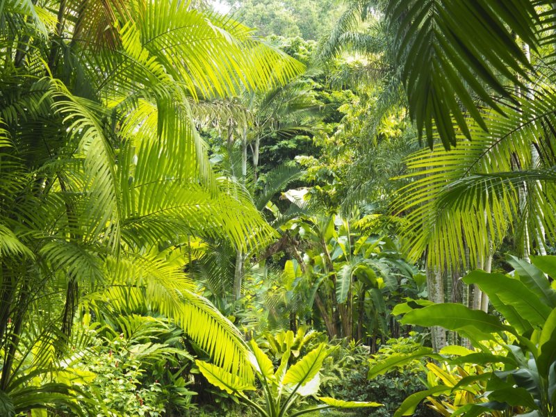 Phong cảnh rừng nhiệt đới 4