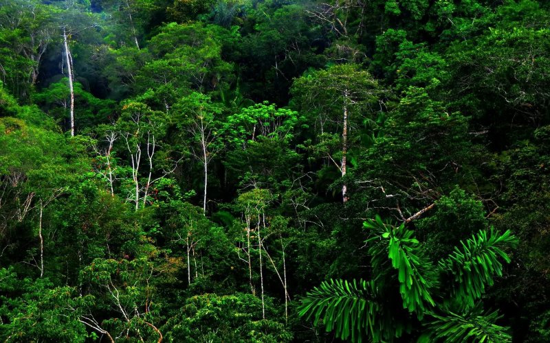Phong cảnh rừng nhiệt đới 5