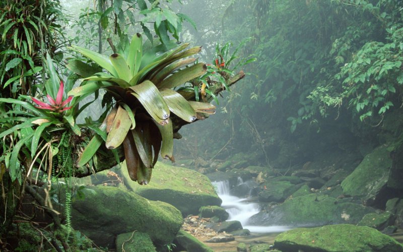 Phong cảnh rừng nhiệt đới 6