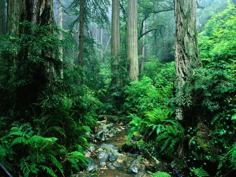Phong cảnh rừng nhiệt đới 7