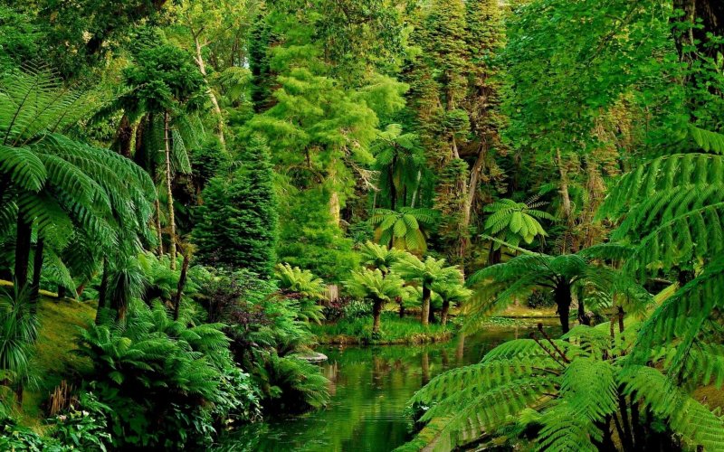 Phong cảnh rừng nhiệt đới 10