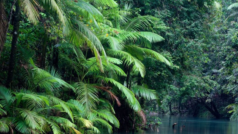 Phong cảnh rừng nhiệt đới 12