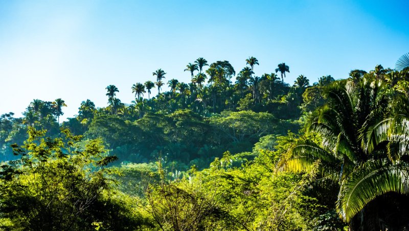 Phong cảnh rừng nhiệt đới 13
