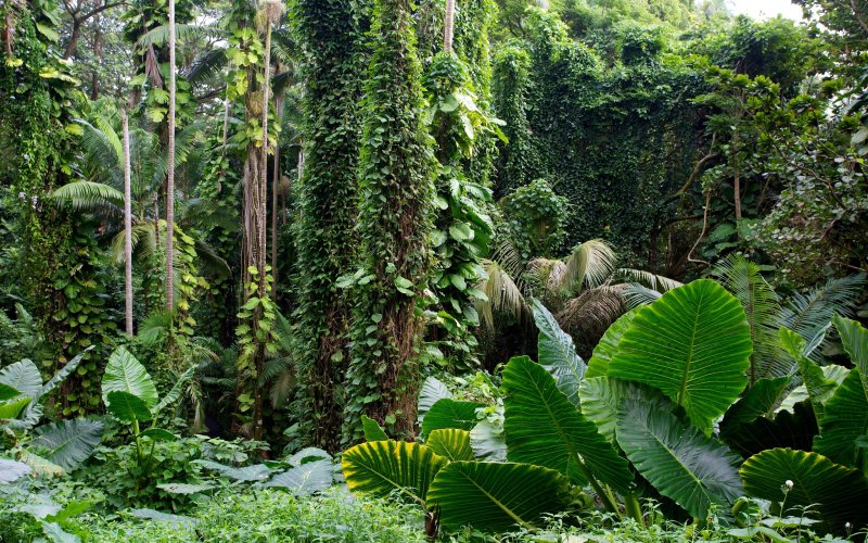Phong cảnh rừng nhiệt đới 14