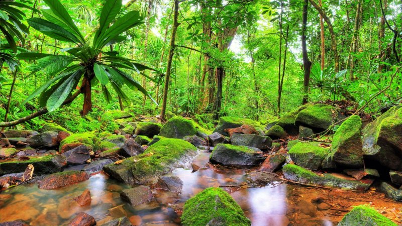 Phong cảnh rừng nhiệt đới 16