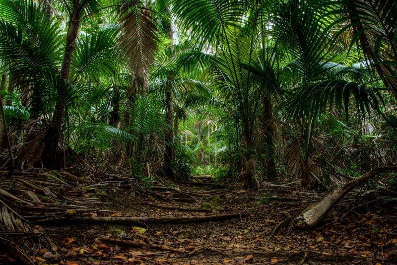Phong cảnh rừng nhiệt đới 17