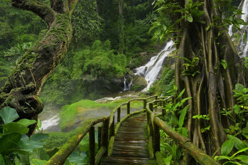 Phong cảnh rừng nhiệt đới 18