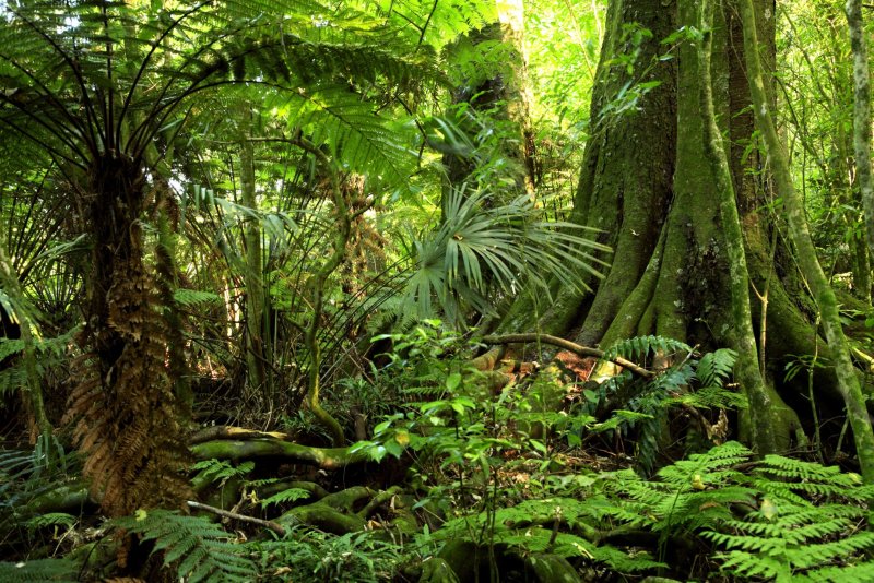 Phong cảnh rừng nhiệt đới 20