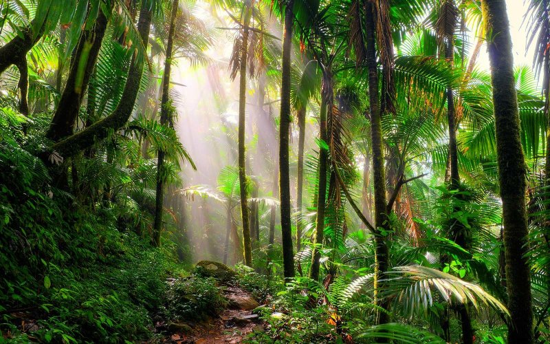 Phong cảnh rừng nhiệt đới 23