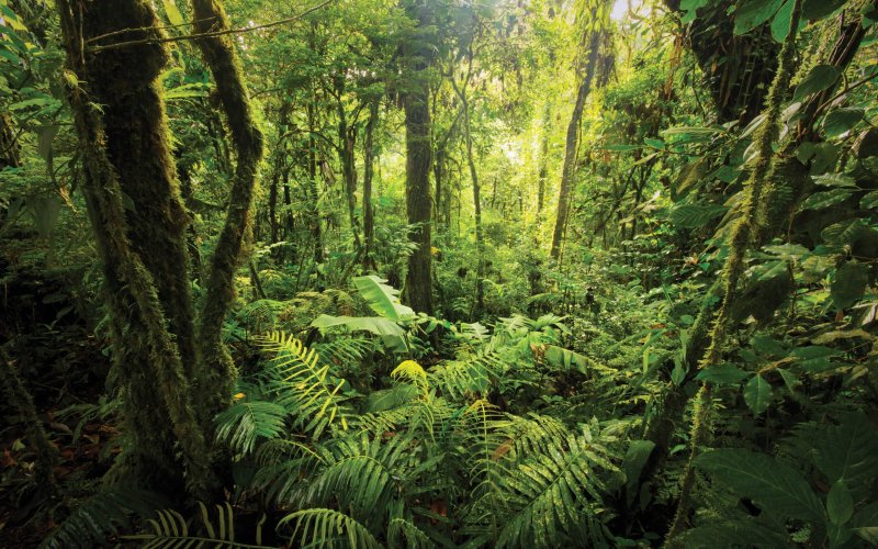 Phong cảnh rừng nhiệt đới 24