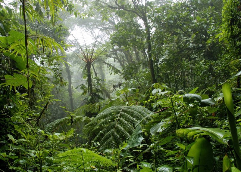 Phong cảnh rừng nhiệt đới 25