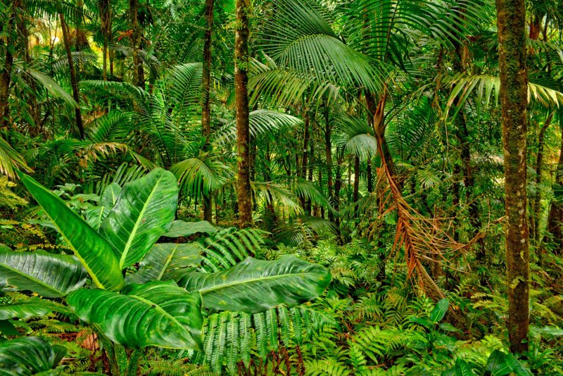 Phong cảnh rừng nhiệt đới 27