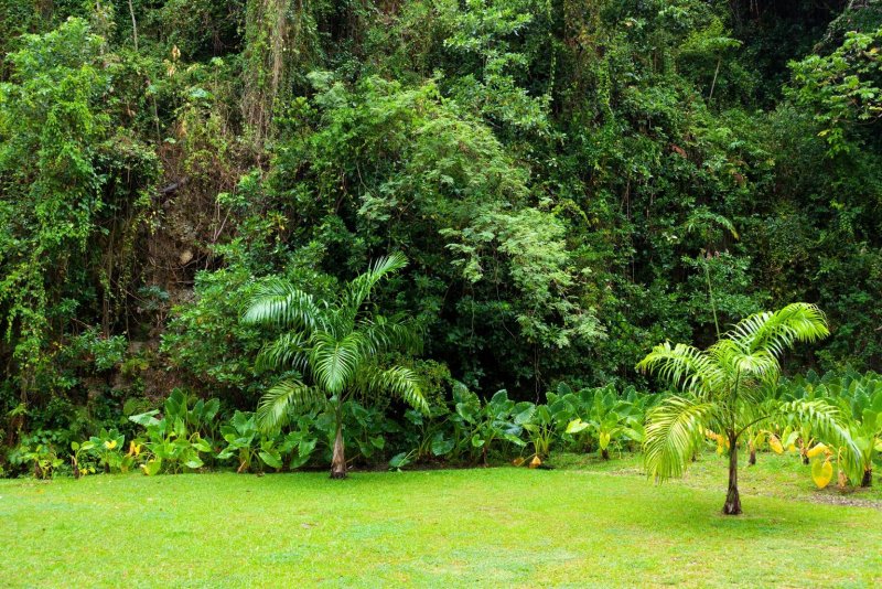 Phong cảnh rừng nhiệt đới 28