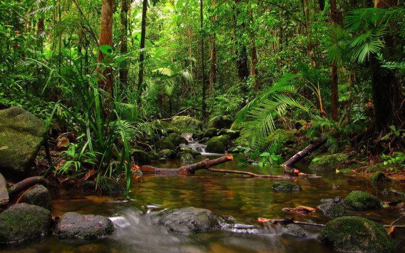 Phong cảnh rừng nhiệt đới 29