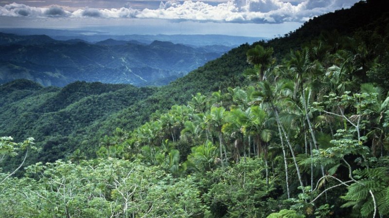 Phong cảnh rừng nhiệt đới 30