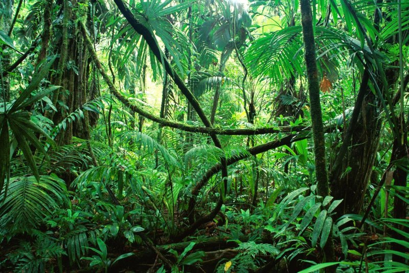 Phong cảnh rừng nhiệt đới 32