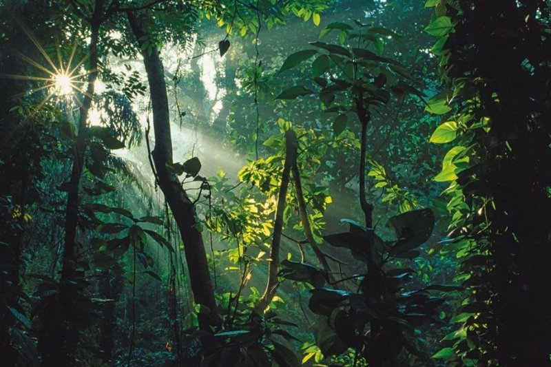 Phong cảnh rừng nhiệt đới 33