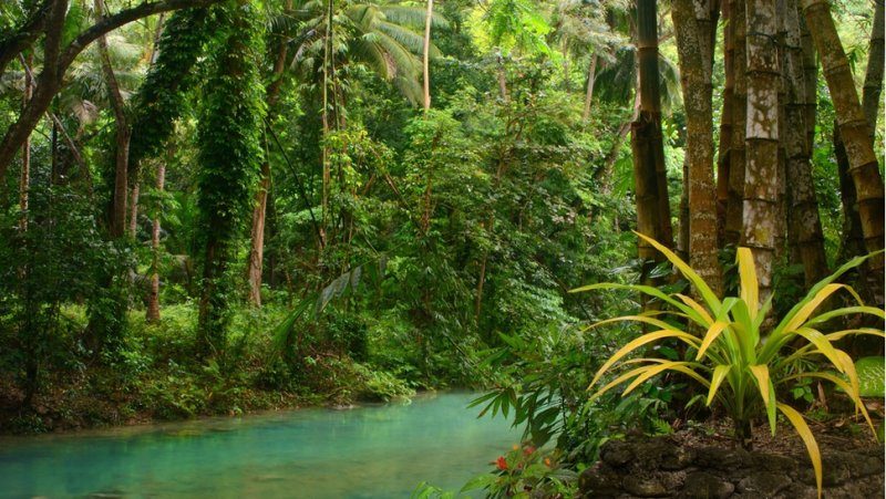 Phong cảnh rừng nhiệt đới 35