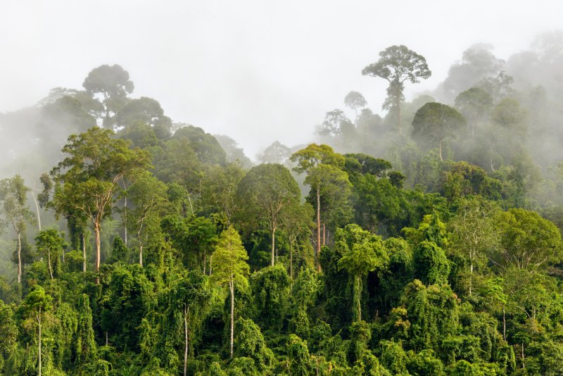 Phong cảnh rừng nhiệt đới 36