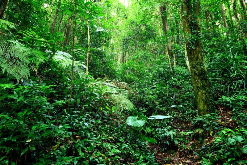 Phong cảnh rừng nhiệt đới 37