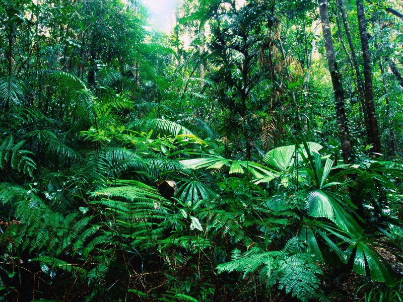 Phong cảnh rừng nhiệt đới 39