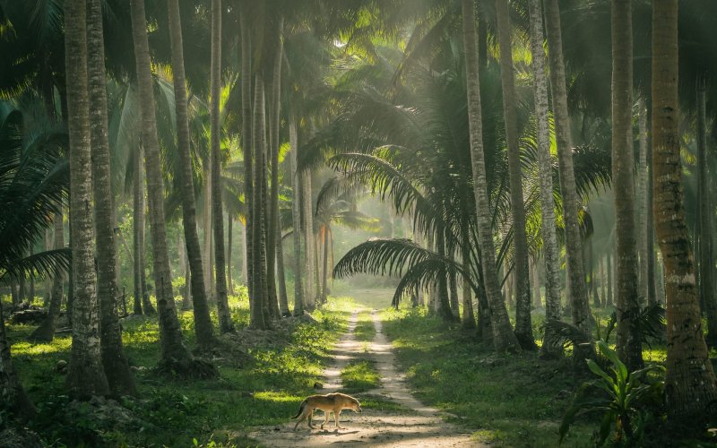 Phong cảnh rừng nhiệt đới 40