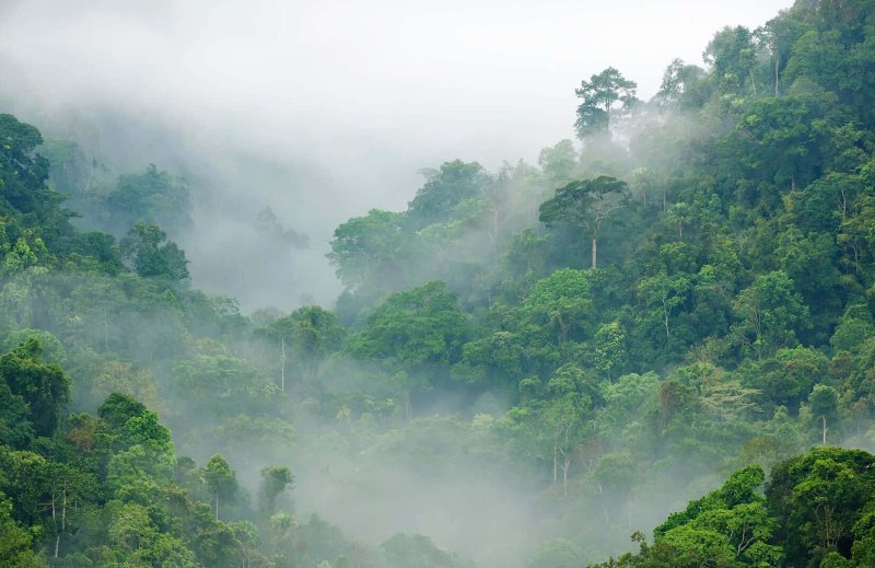 Phong cảnh rừng nhiệt đới 41