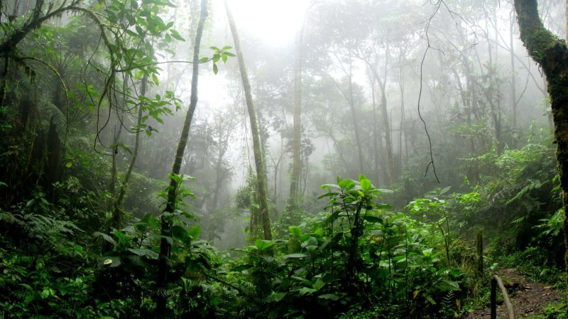 Phong cảnh rừng nhiệt đới 42